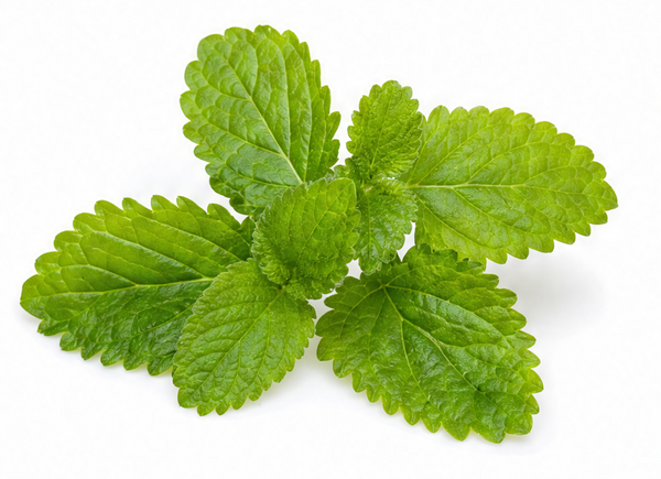 LEMON BALM EXTRACT