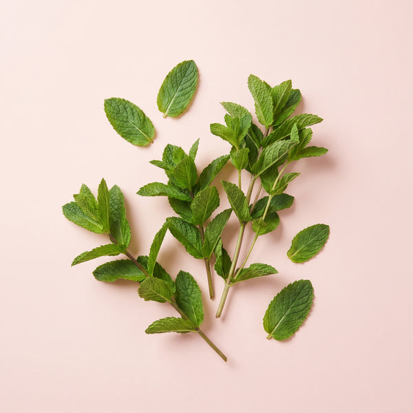 Spearmint Leaf Extract